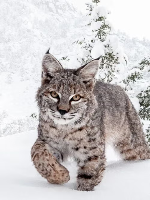 A cute cat