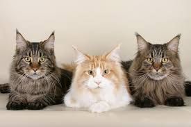 A cute cat