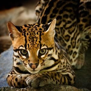 A cute cat