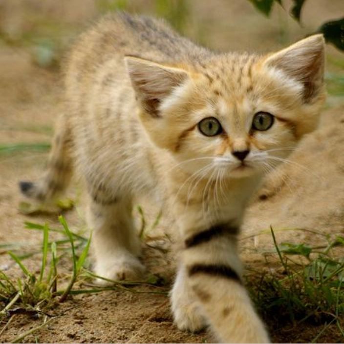 A cute cat