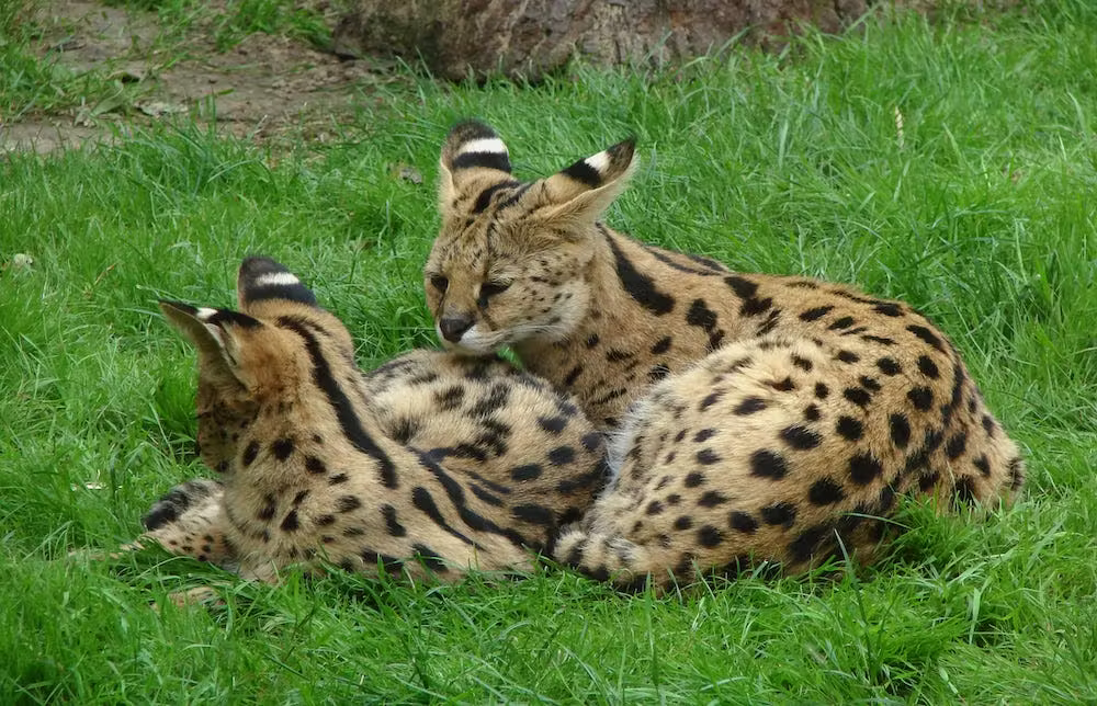 A cute cat