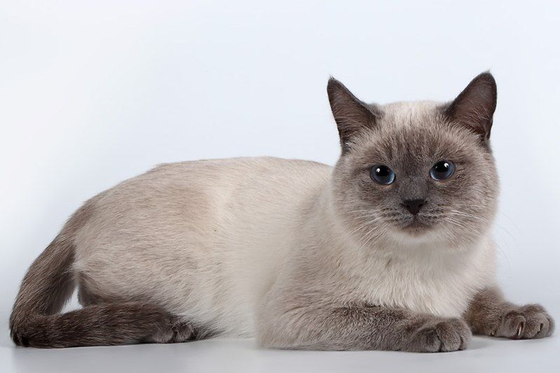 A cute cat