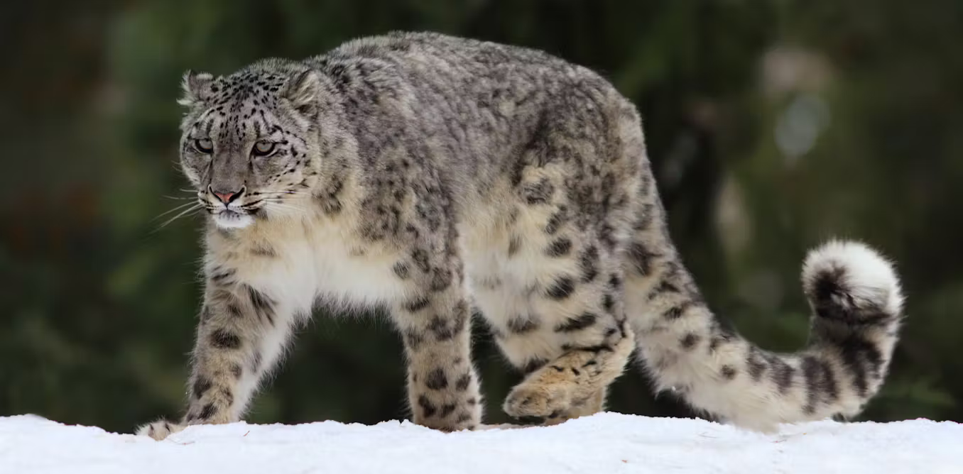 A cute cat