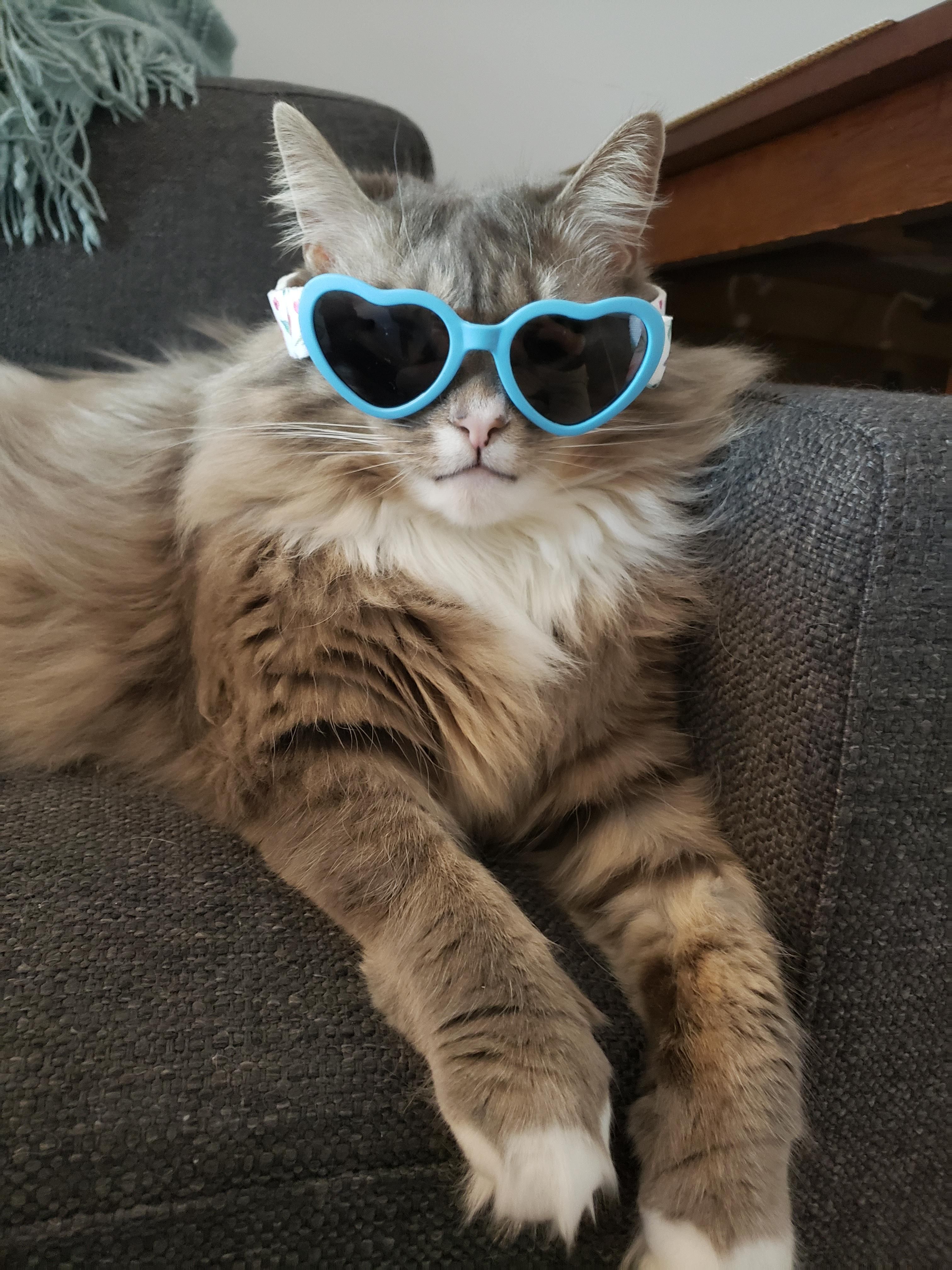 A cute cat